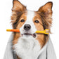 3-Sided Pet Soft Bristle Toothbrush (Buy 1 get 1 free)