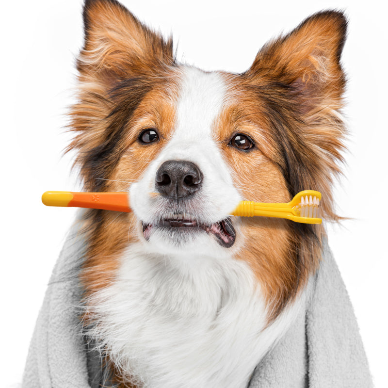 3-Sided Pet Soft Bristle Toothbrush (Buy 1 get 1 free)