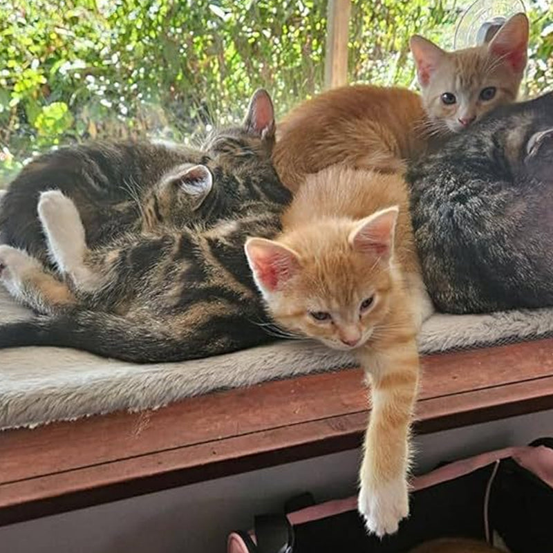 Foldable Cat Window Hammock with Suction Cups