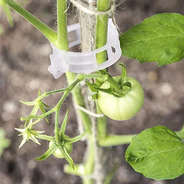 💥2026 Hot Sale 49% OFF💥 Secured Plastic Plant Clip（BUY 1 GET 1 FREE）
