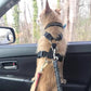 Adjustable Dog Seat Belt for Car